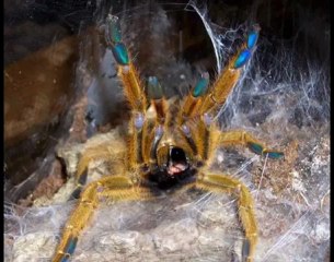 Theraphosidae Tarantola - Theraphosidae Tarantula