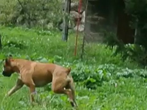 Nouchka la Boxer 1208