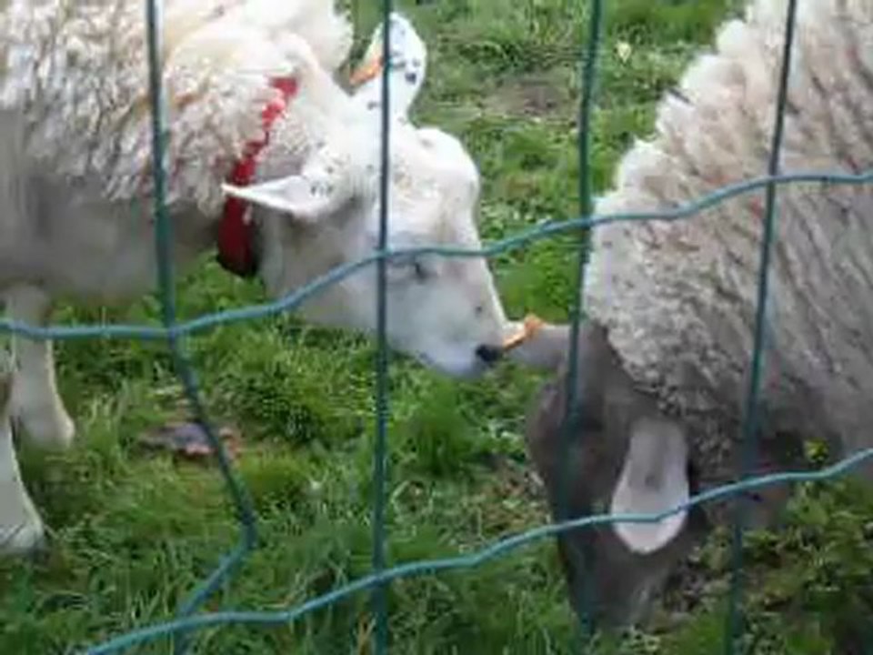 Noisette et Peggy - Novembre 2012