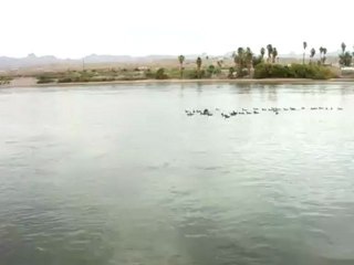 (128 ) 'Black ducks' aka Coots