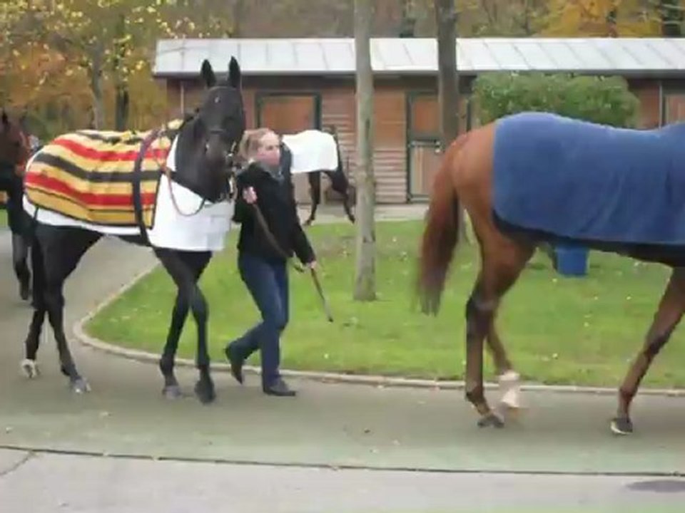 Décrassage et échauffement des chevaux-Chantilly (09-11-2012)