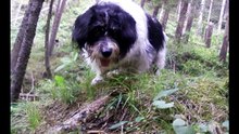 Zur Erinnerung an unseren treuen Hund Bingo.