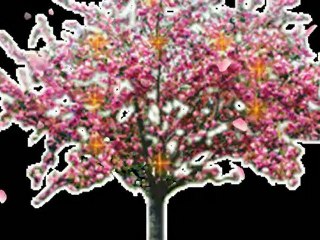 BENKÓ  SÁNDOR-KIS VIRÁG-SZÜLINAPODRA  SZERETETTEL