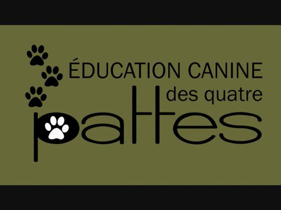 Dressage canin : les besoins quotidiens du chien