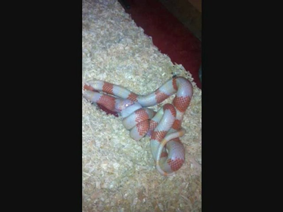 serpent lampropeltis triangulum hondurensis albinos mange une souris