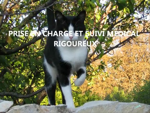 VETERINAIRE BRIGNOLES CLINIQUE VETERINAIRE URGENCE ALIMENTATION CHIEN CHAT PRODUITS VETERINAIRE