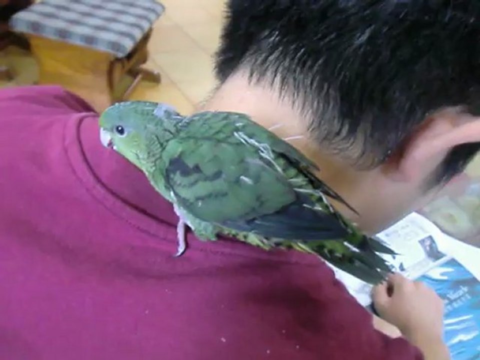 It's show time！Hulu in Day8