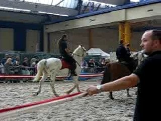 chevaux expo charleroi 045