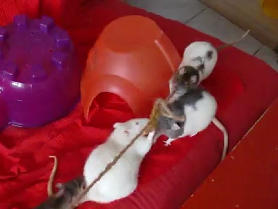 Les Doudoux en plein jeu 2