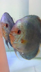 couple cobalt  qui éleve de jeunes goldens