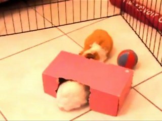 mes cochons d'inde au parc