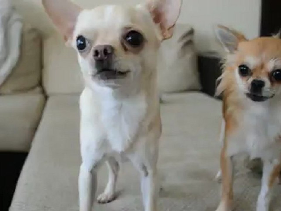 Simba  et le pouic pouic