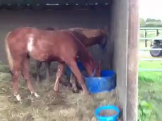 Crystal 11.11.12 à la mangeoire avec ses copines de sevrage