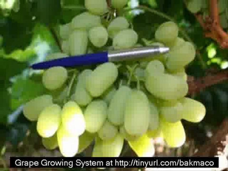 The Complete Grape Growing System