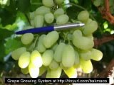 The Complete Grape Growing System