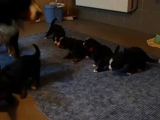 1ers pas en dehors de la caisse de mise bas 11.11.2012