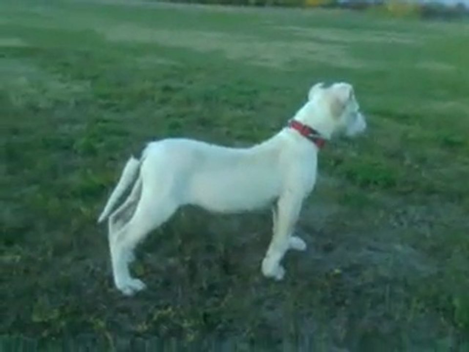 Beti