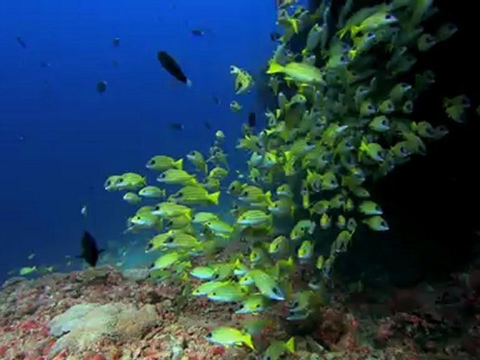 Yellow_Fish