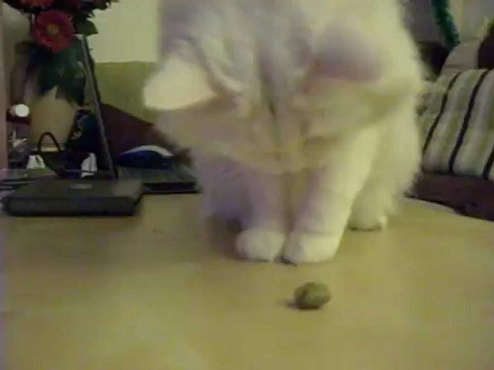 Anakin et l'olive 1