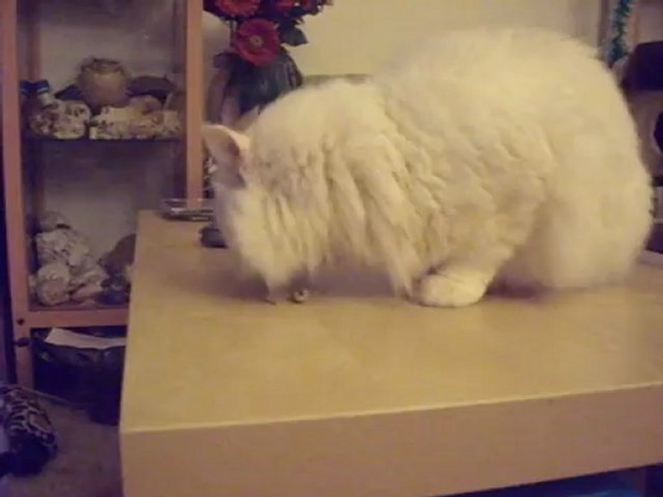 Anakin et l'olive 3