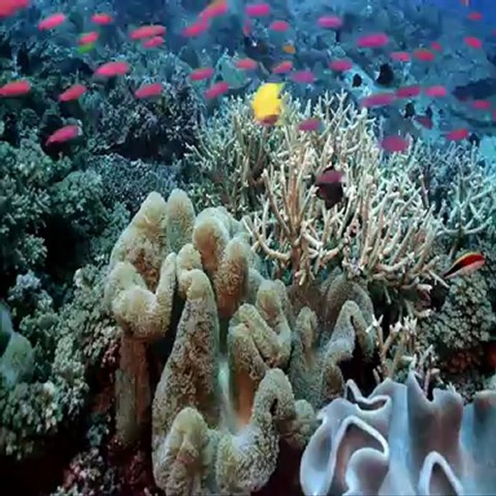 Aquarium