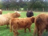 Vaches Highlands à Moustier en Fagne Nord France