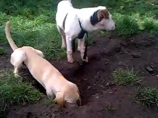 corina la excavadora