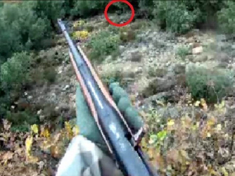 un beau sanglier pour pilou34