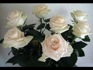 ROSES  BLANCHES  DE  CORFOU