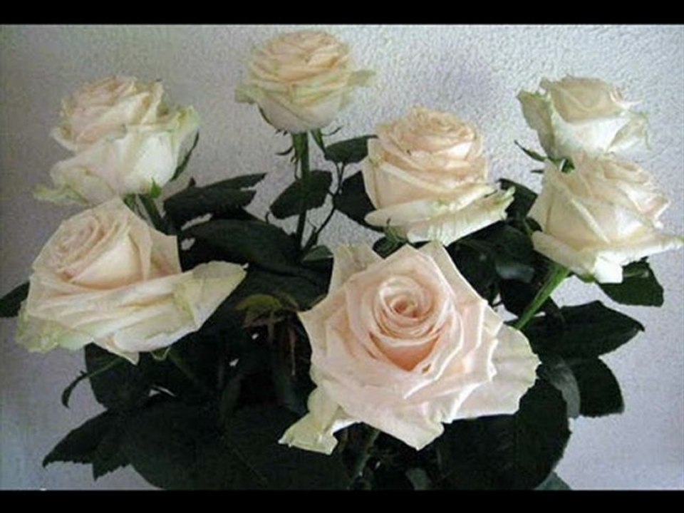 ROSES  BLANCHES  DE  CORFOU