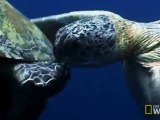 Deniz Kaplumbağası Çiftleşmesi