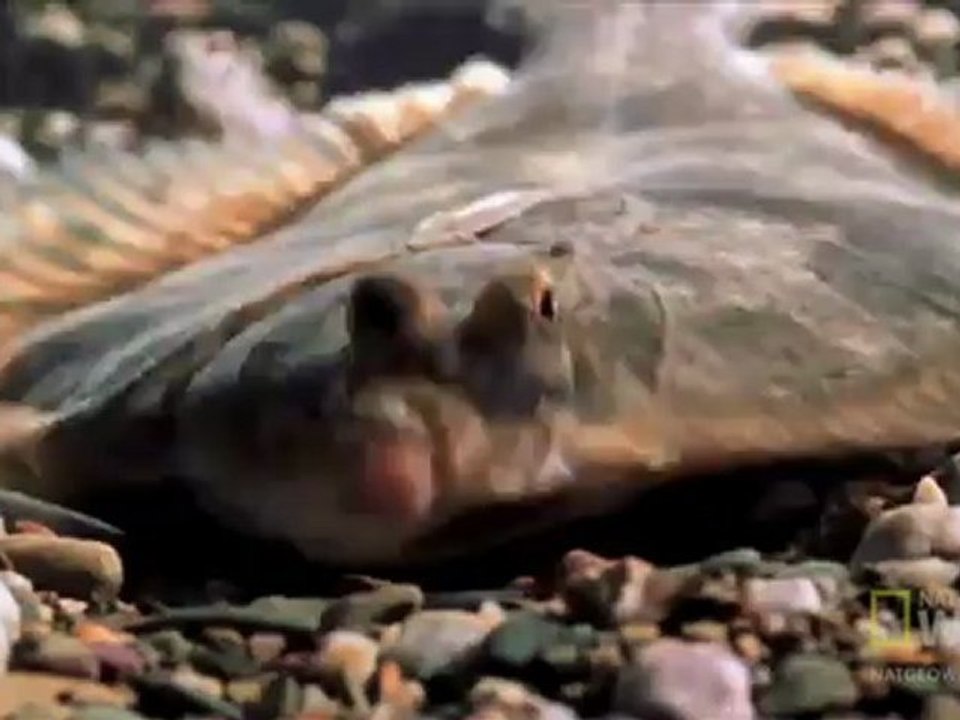 Dünya Tuhaf - Okyanus