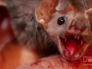 Dünya Tuhaf - Vampir Yarasalar