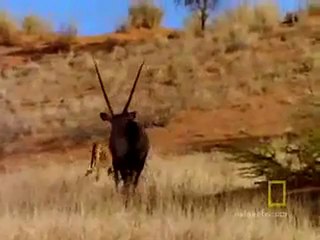 Hızlı ve Öfkeli - Çita ve Ceylan