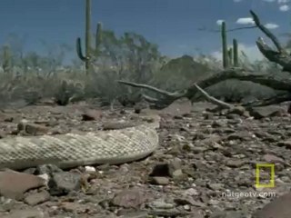 Kırmızı Kuyruklu Şahin ve Çıngıraklı Yılan
