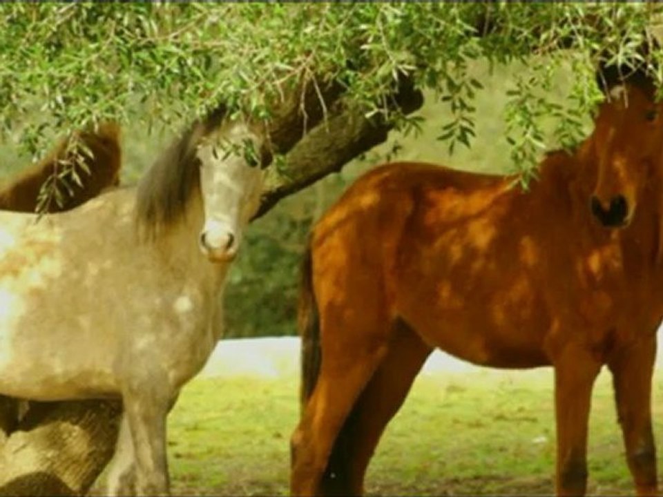 Nono et ses chevaux