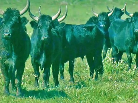 61 LA CAMARGUE CHEVAUX &TAUREAUX