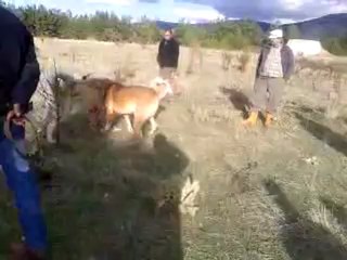 özdemirciden niyazi curanın ökkeş kocaköyden yılmazın sarı