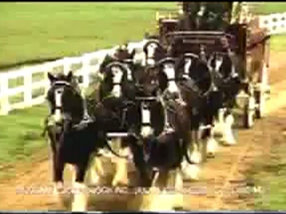 Budweiser Dream