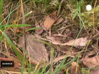 UK researchers become ant-tag-onists