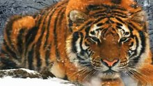 Snowtiger