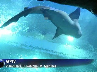 Nadando entre tiburones