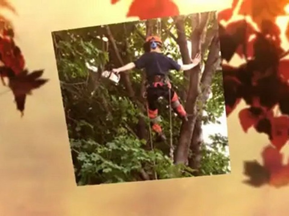 Jr. LandScaping and Tree Services