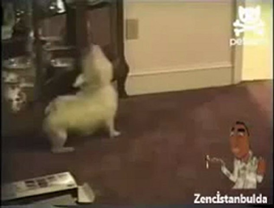 Köpeğin Pirelerle İmtihanı