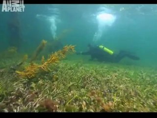 Nick Baker ve Farklı Yaratıklar www.turkcebelgeselizle.com