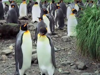 The Penguin King - DVD and Blu-ray Trailer