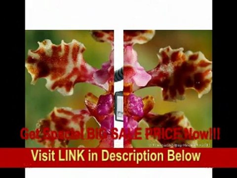 [BEST BUY] Canon MT-24EX Macro Twin Lite Flash for Canonr Canon Digital SLR Cameras