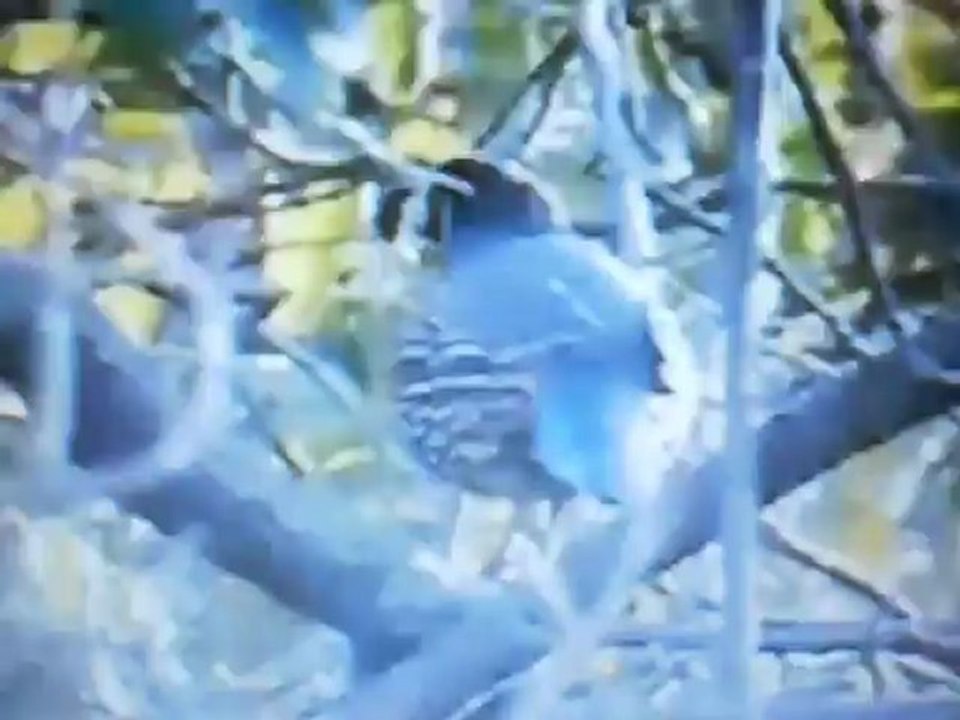 şarkıcı bıldırcın