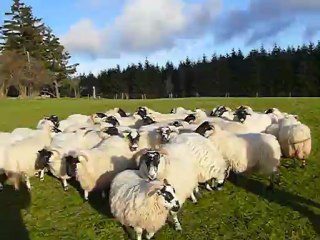 Gossip girl du GCA 3ème séance troupeau