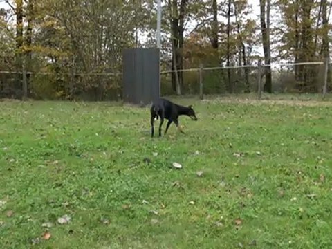 Saut longueur: 4m50 saut hauteur: 1m25 palissade aprentissage 1 an et 9 mois magmar von der burgstatte